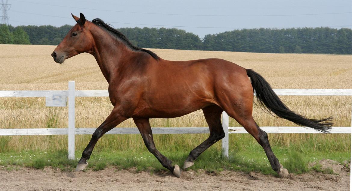 Trakehner Rebecca aka Pølsen - Sommer 2007 billede 14