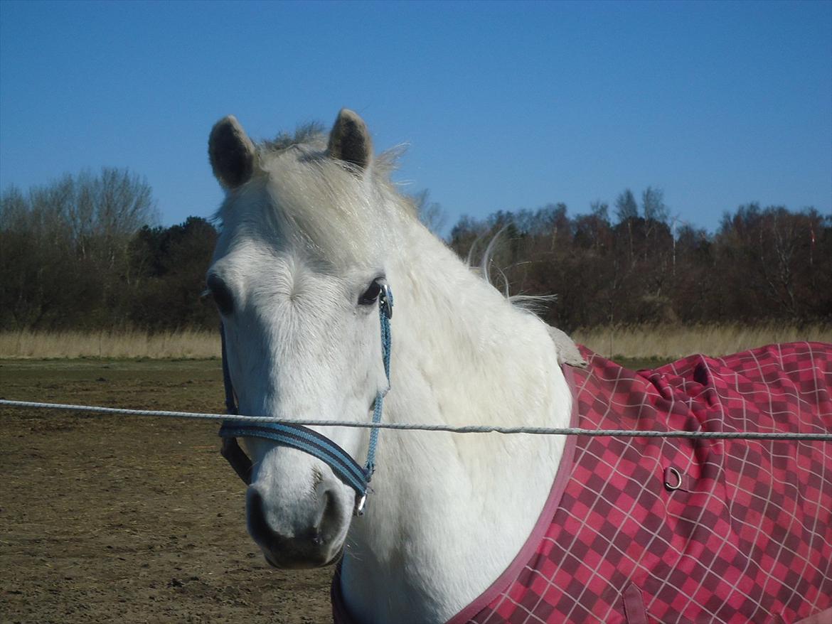 Welsh Pony (sec B) Hvide Charlie <3 - Every time I think of you I smile;) Every time I see you I smile every time I come and call in the paddock you come up to me: ') you leave even planning your hay just for my sake! Hvide, You're my best friend ever and you just need to know: I love you <3  billede 12