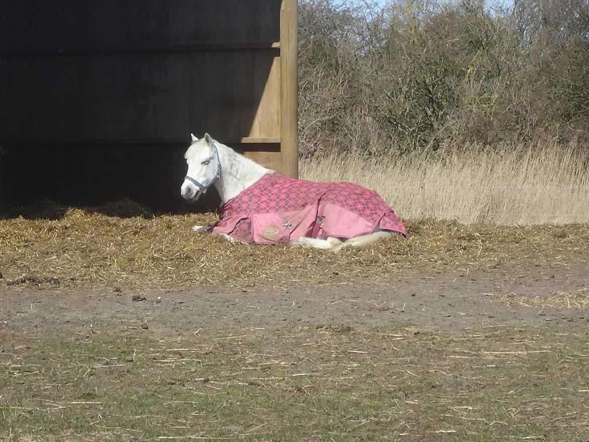 Welsh Pony (sec B) Hvide Charlie <3 - NURH:*<3 Foto: Mig billede 13