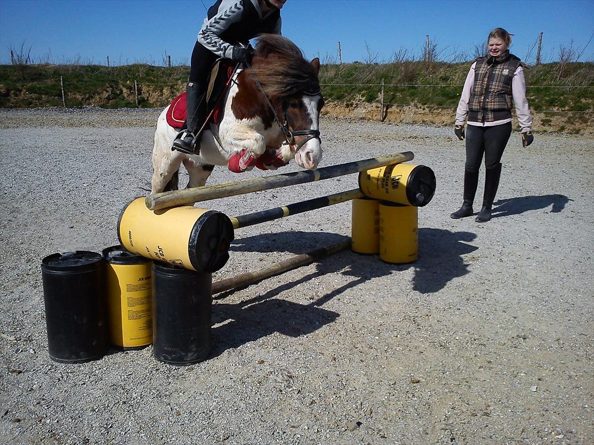 Shetlænder Prins Ludwig - 85cm.. på en oxer. rekord-spring!! ♥ billede 2
