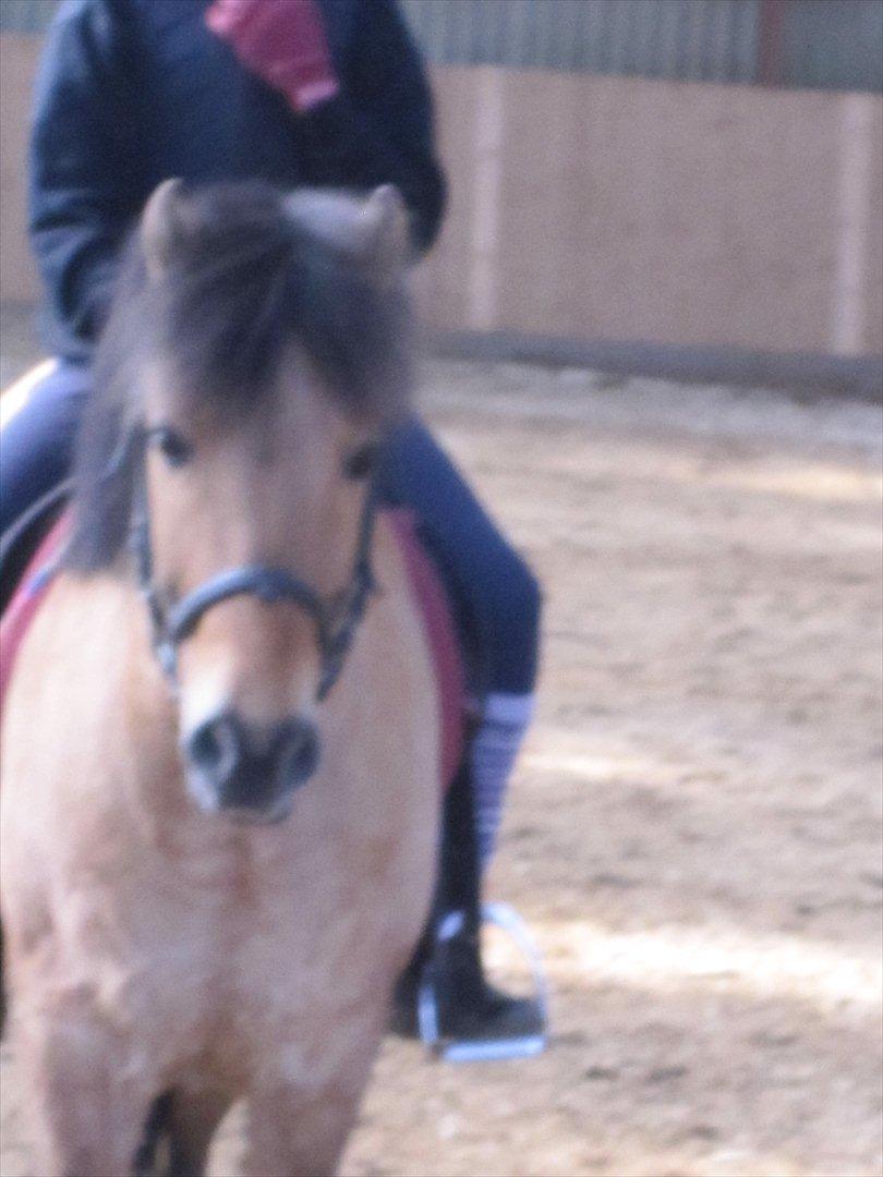 Anden særlig race Anton rideskole  hest billede 3