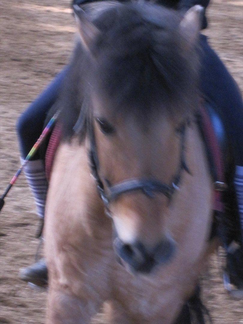 Anden særlig race Anton rideskole  hest billede 4