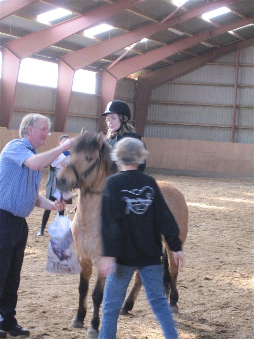 Anden særlig race Anton rideskole  hest billede 5