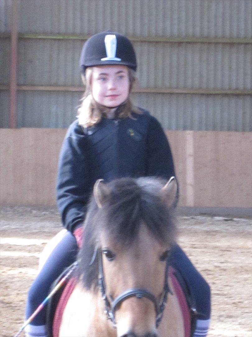 Anden særlig race Anton rideskole  hest billede 6