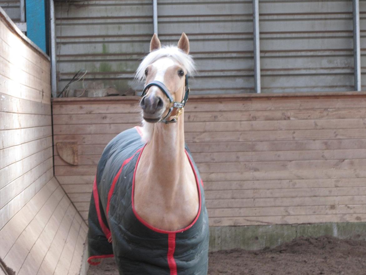 Tysk Sportspony Girls Dream billede 9