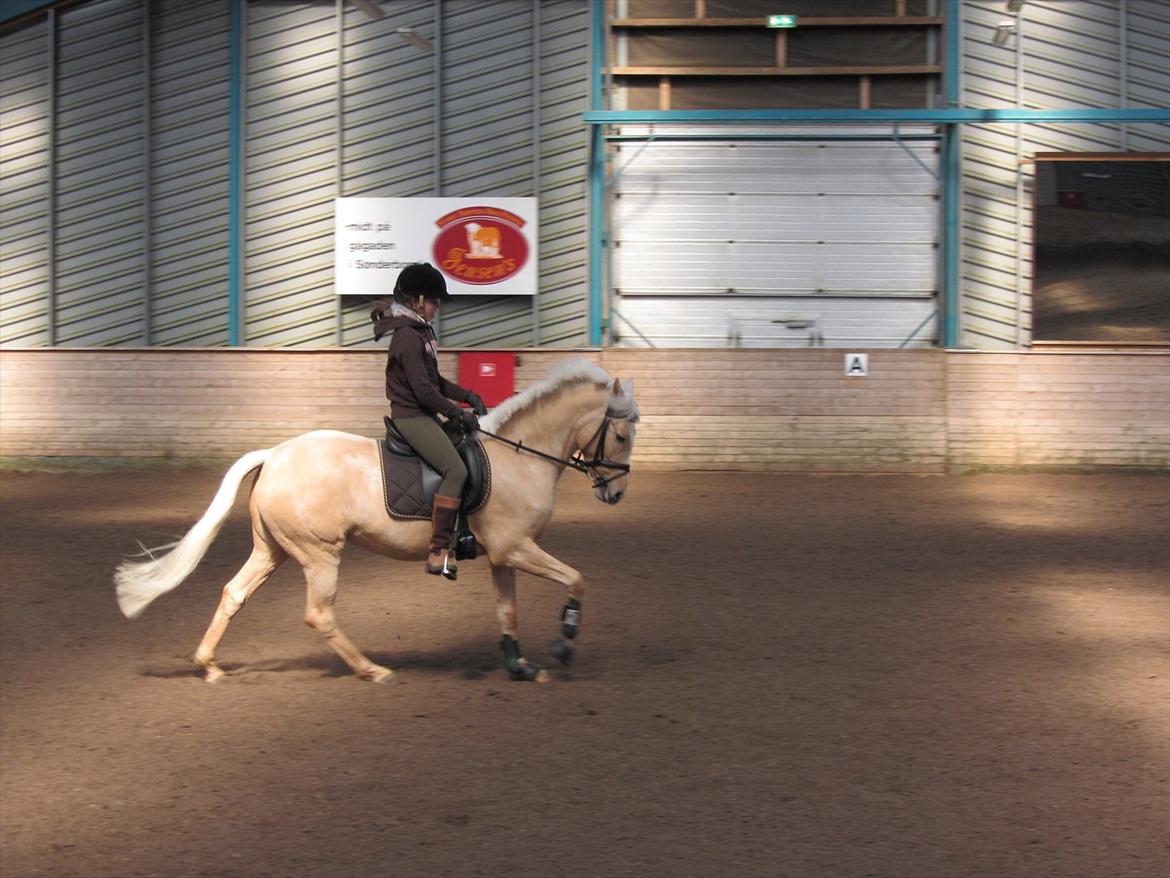 Tysk Sportspony Girls Dream billede 10