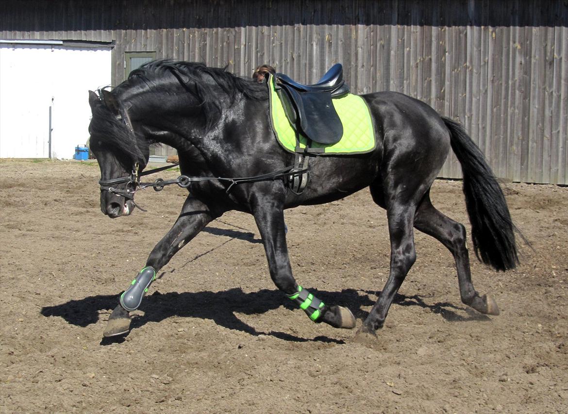 Pura Raza Española Ingrato XXXV billede 8