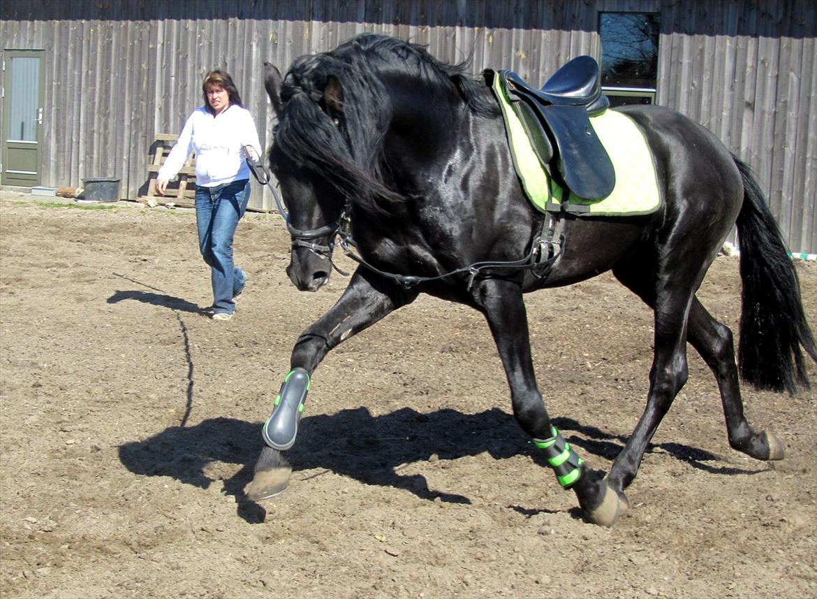 Pura Raza Española Ingrato XXXV billede 9