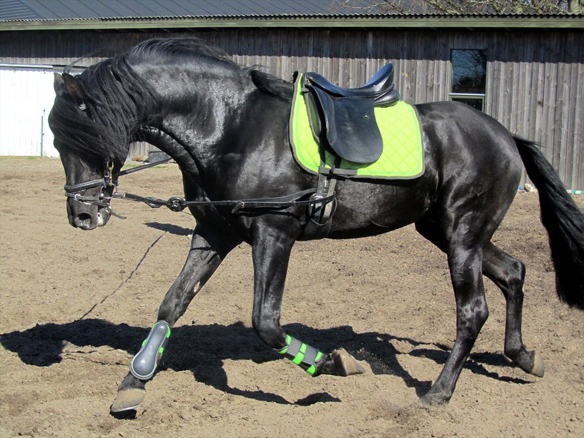 Pura Raza Española Ingrato XXXV billede 10