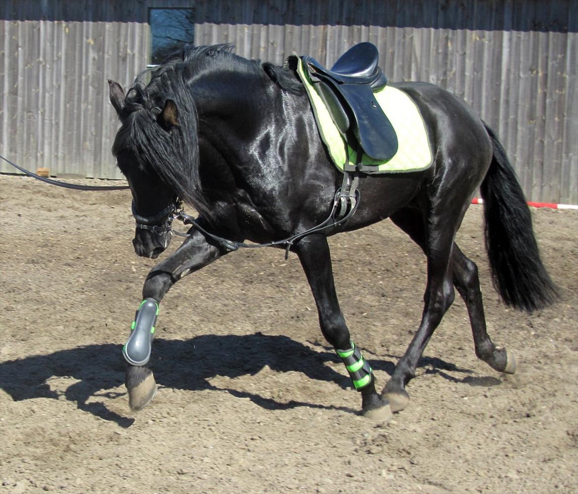 Pura Raza Española Ingrato XXXV billede 11