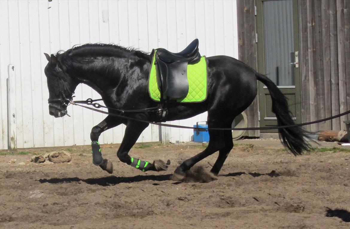 Pura Raza Española Ingrato XXXV billede 12