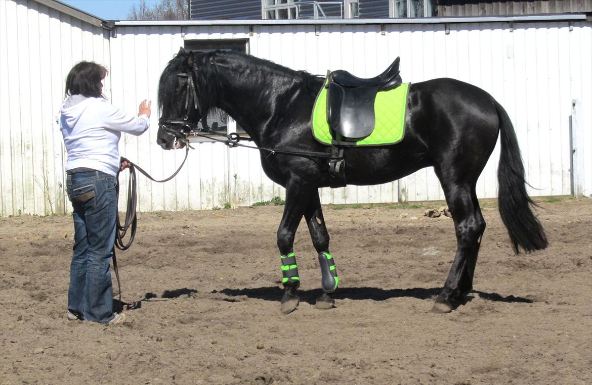 Pura Raza Española Ingrato XXXV billede 13