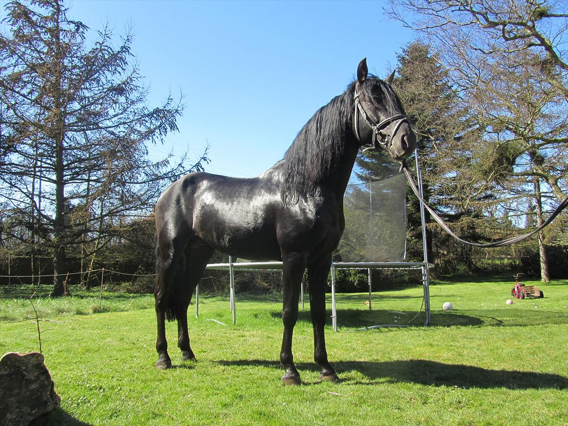 Pura Raza Española Ingrato XXXV billede 14