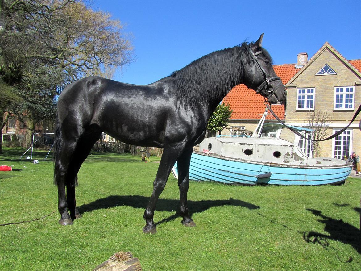 Pura Raza Española Ingrato XXXV billede 15