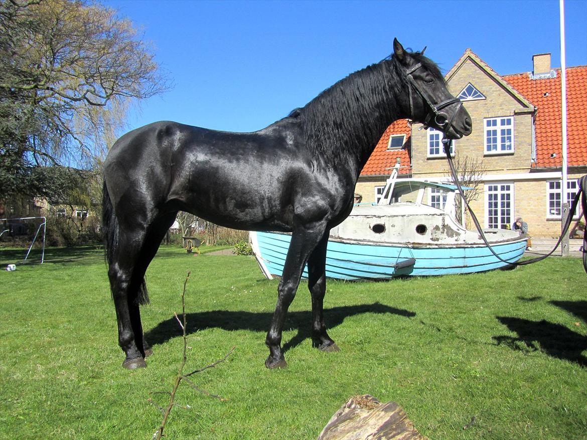 Pura Raza Española Ingrato XXXV billede 16