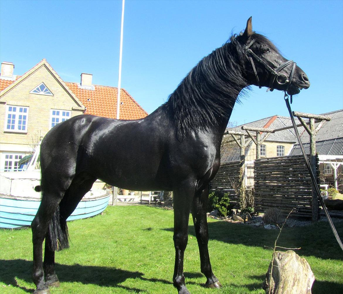 Pura Raza Española Ingrato XXXV billede 17