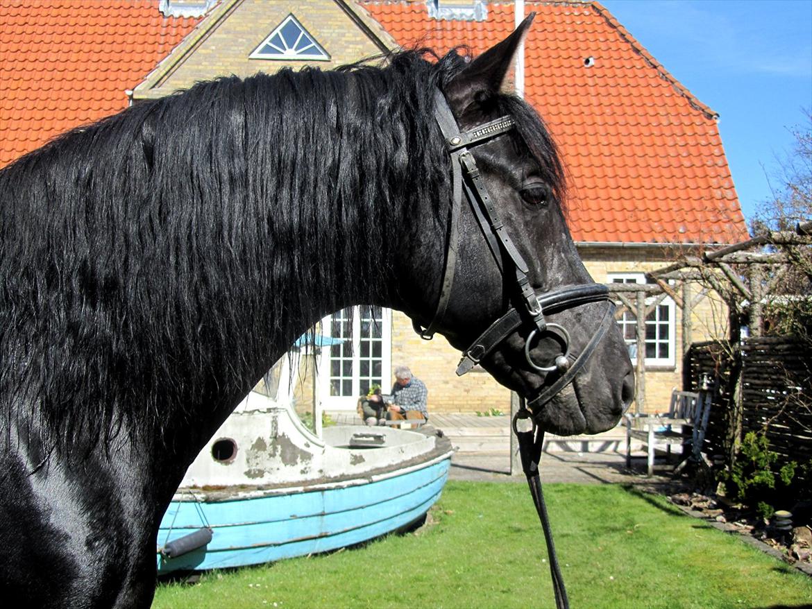 Pura Raza Española Ingrato XXXV billede 18