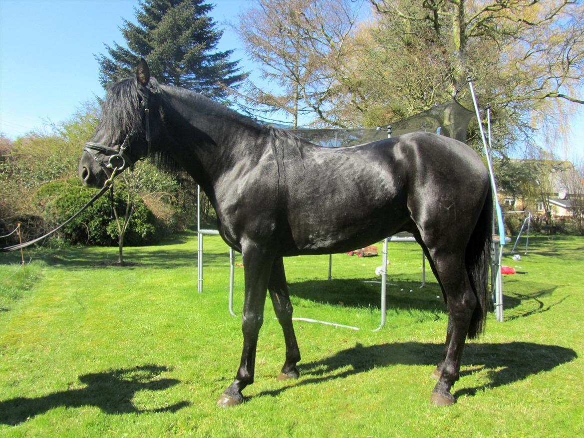 Pura Raza Española Ingrato XXXV billede 19