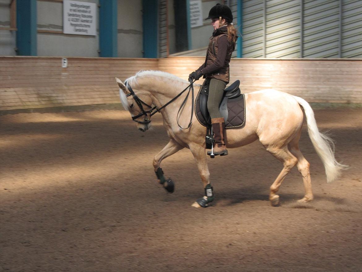 Tysk Sportspony Girls Dream billede 11