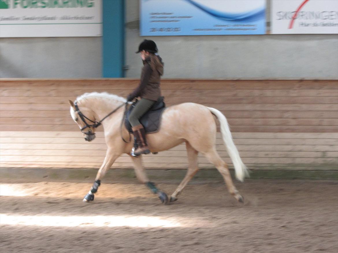 Tysk Sportspony Girls Dream billede 12