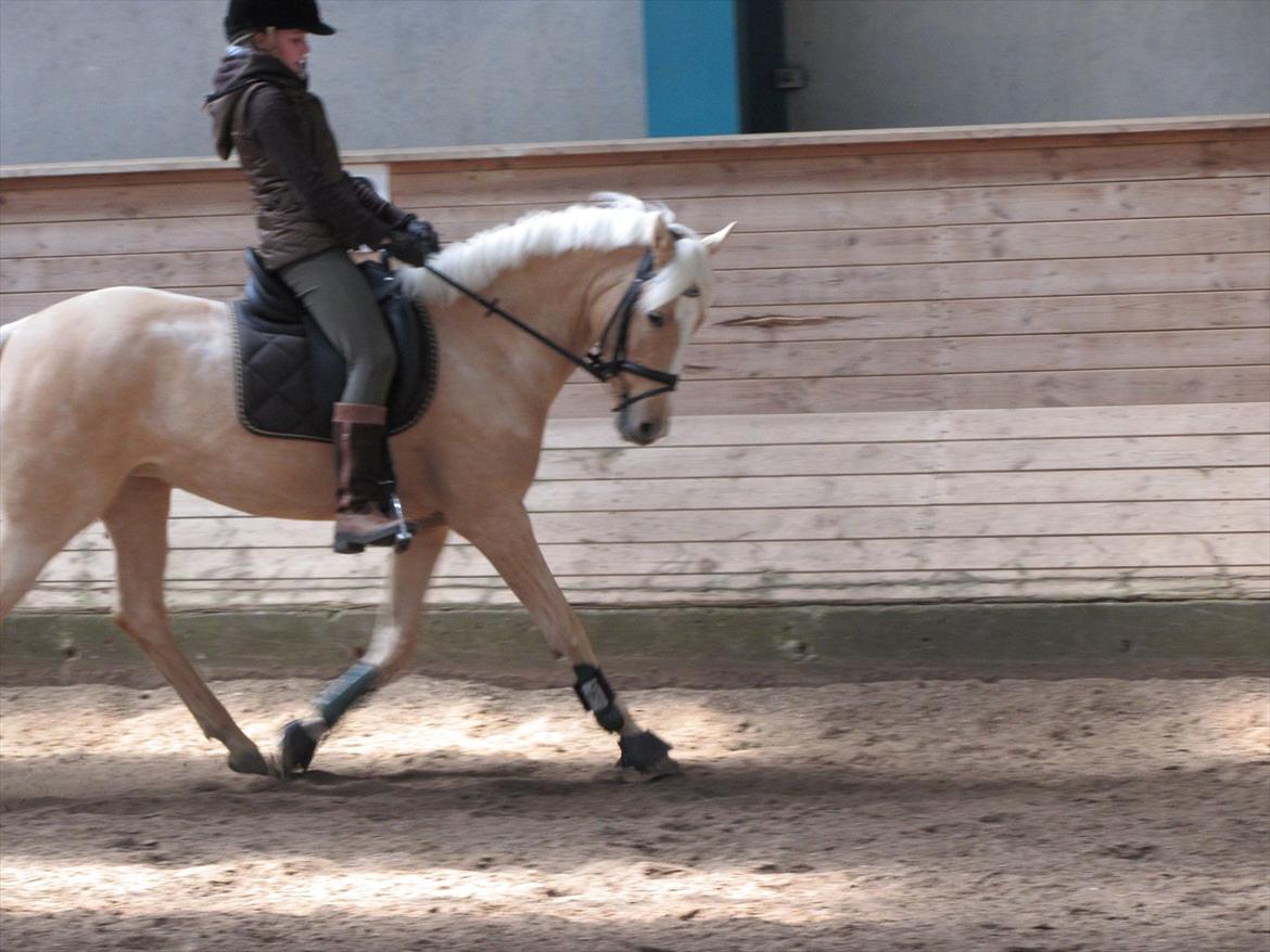 Tysk Sportspony Girls Dream billede 13