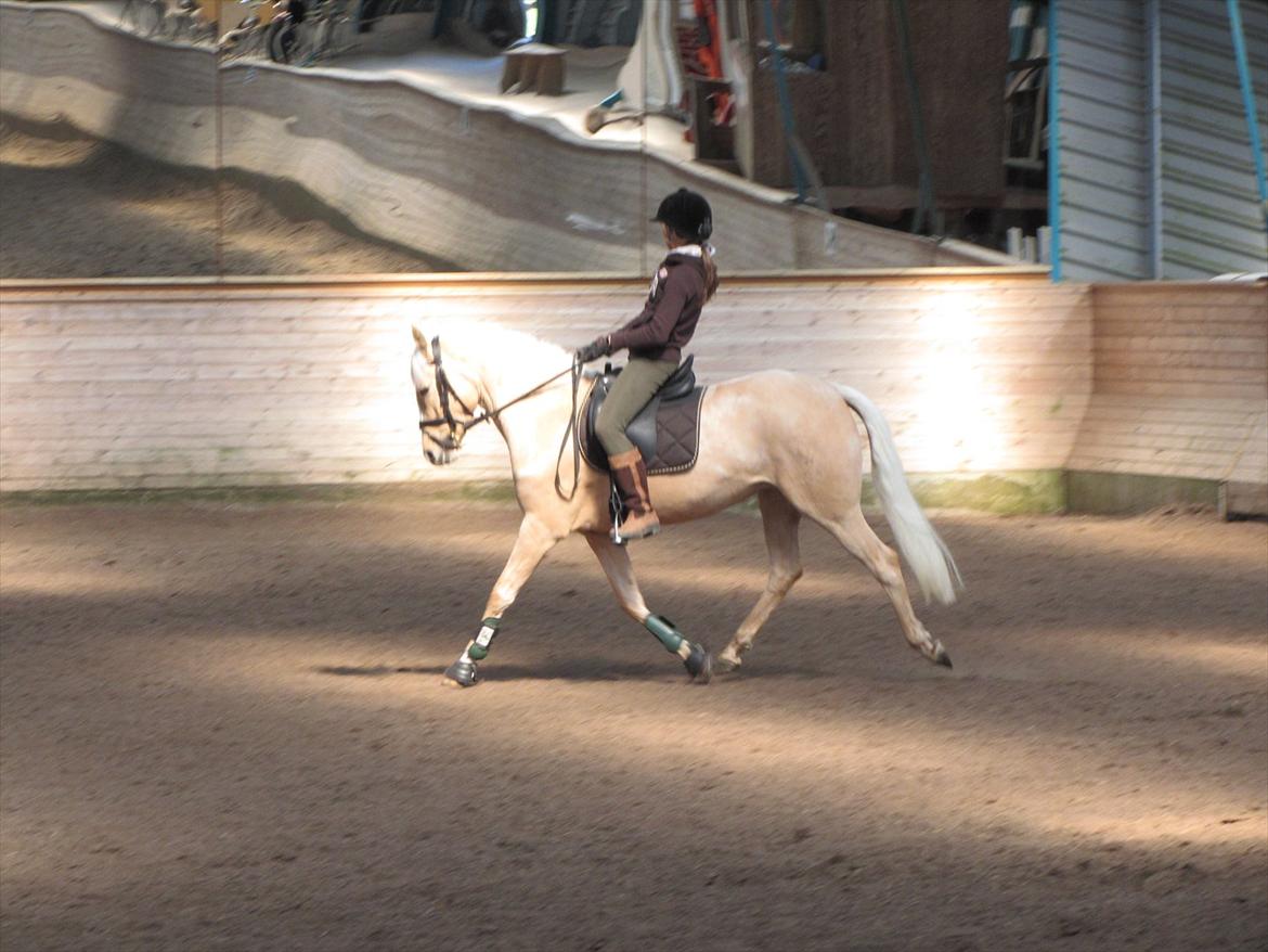 Tysk Sportspony Girls Dream billede 14