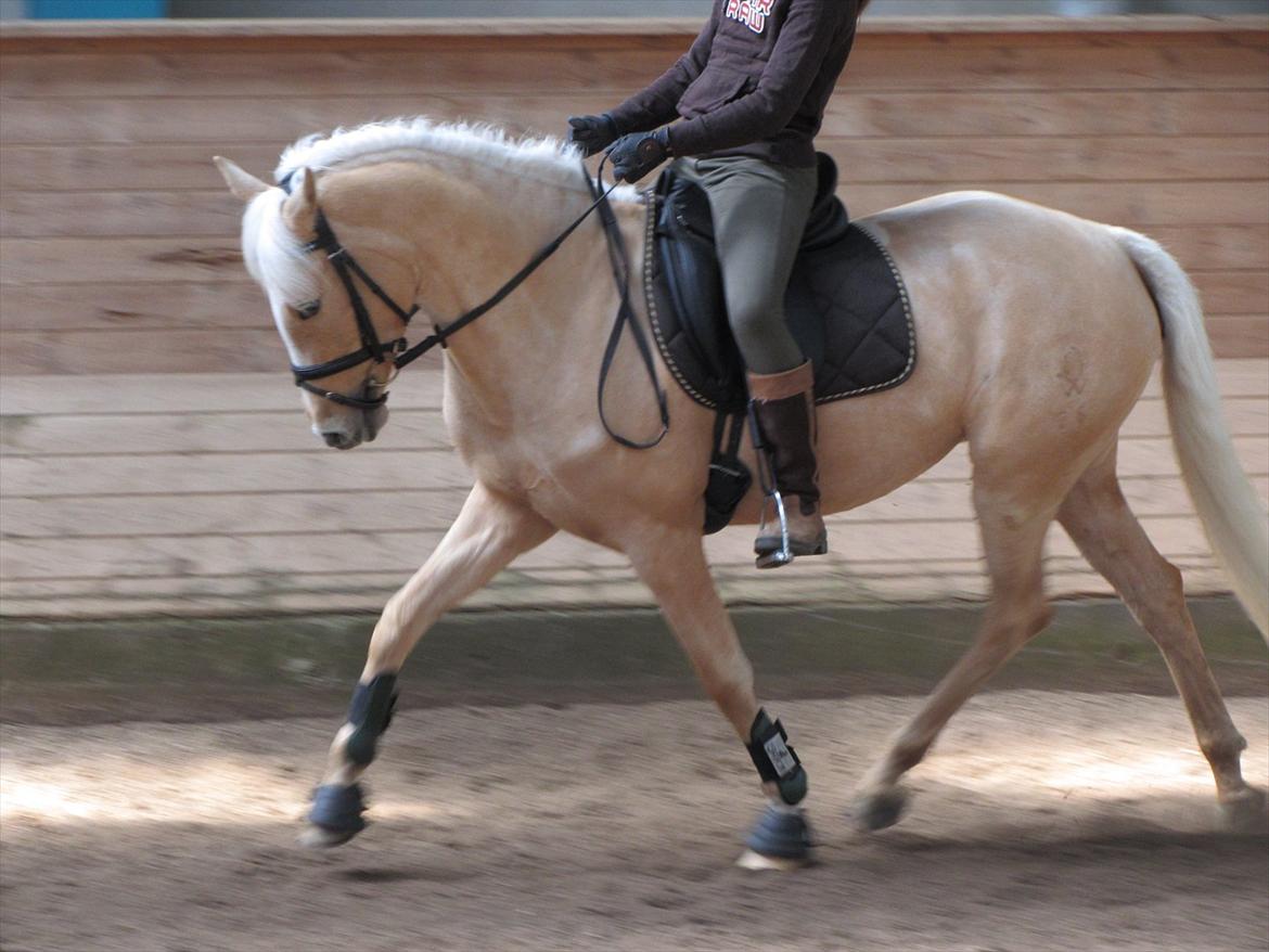 Tysk Sportspony Girls Dream billede 15