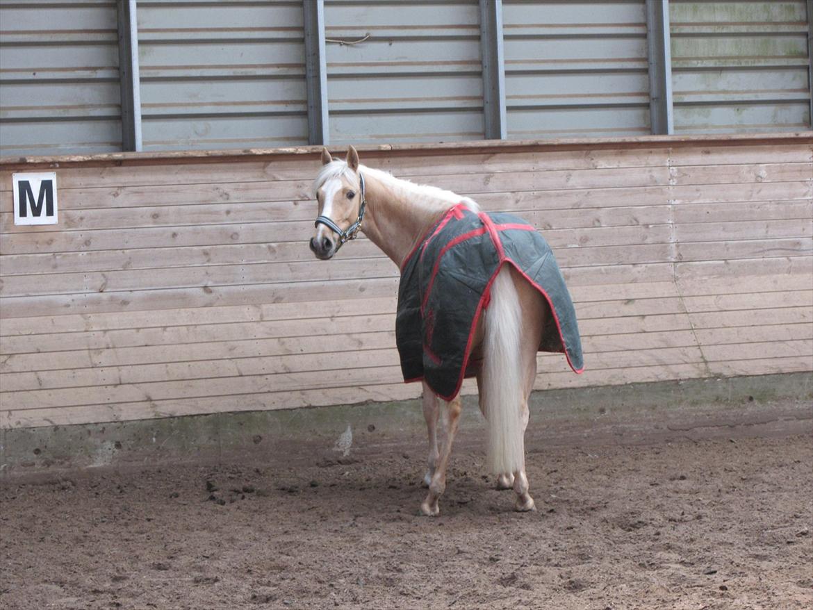 Tysk Sportspony Girls Dream billede 16