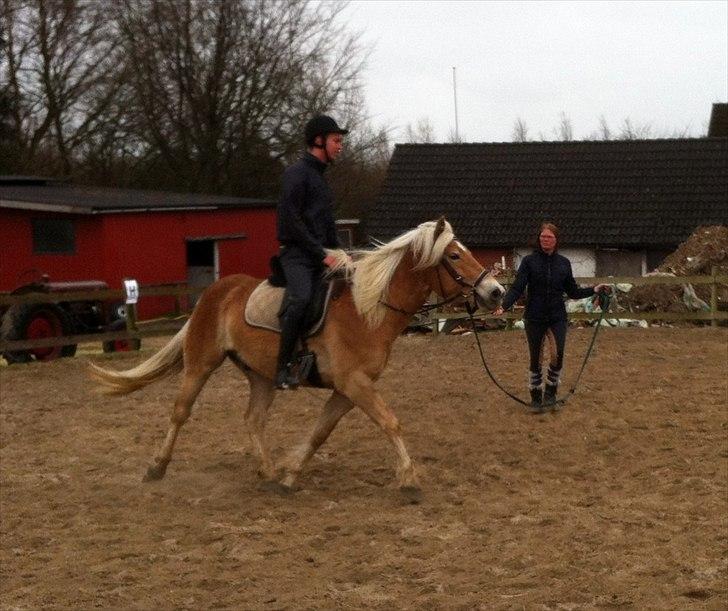 Haflinger Absalon Gasse - Første gang Absalon traver med rytter billede 20