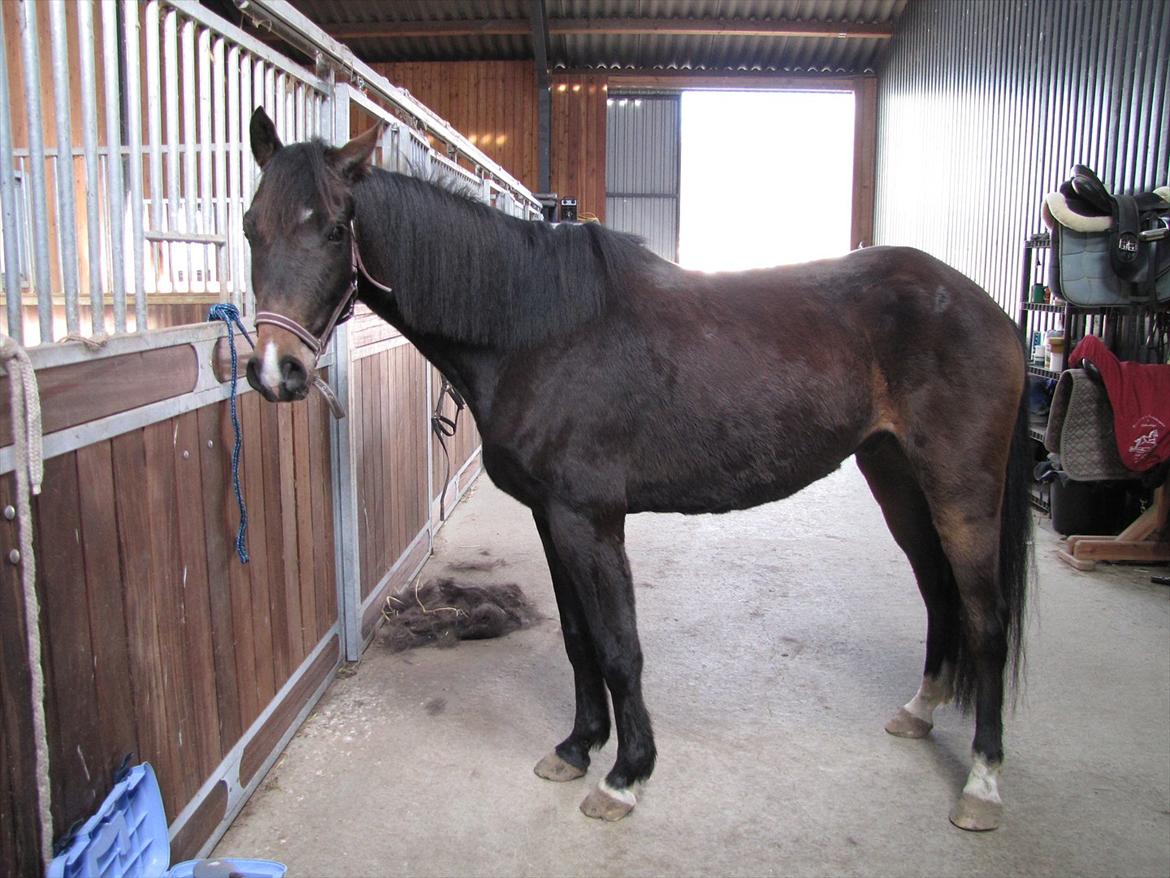 DSP Gødsbølgårds Pablo *himmelpony* <3 billede 9