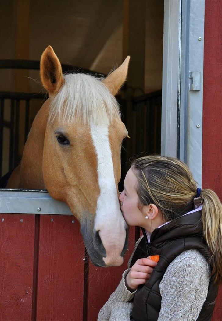 Palomino Sunshine - Finaste Sonny <3 billede 2