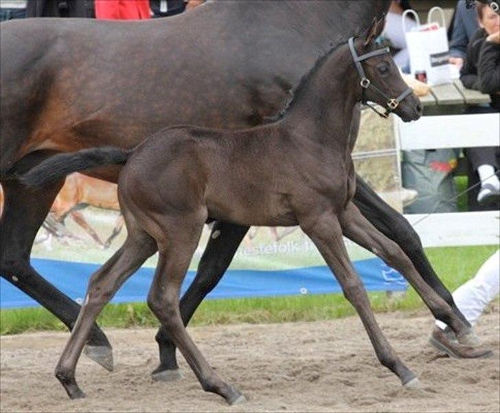 Dansk Varmblod Sugar Baby - Sugar Baby til følskue i Vallensbæk 2011 billede 2