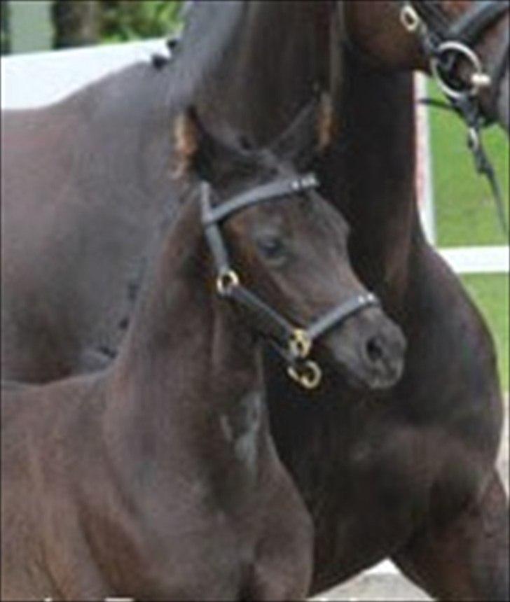 Dansk Varmblod Sugar Baby billede 3