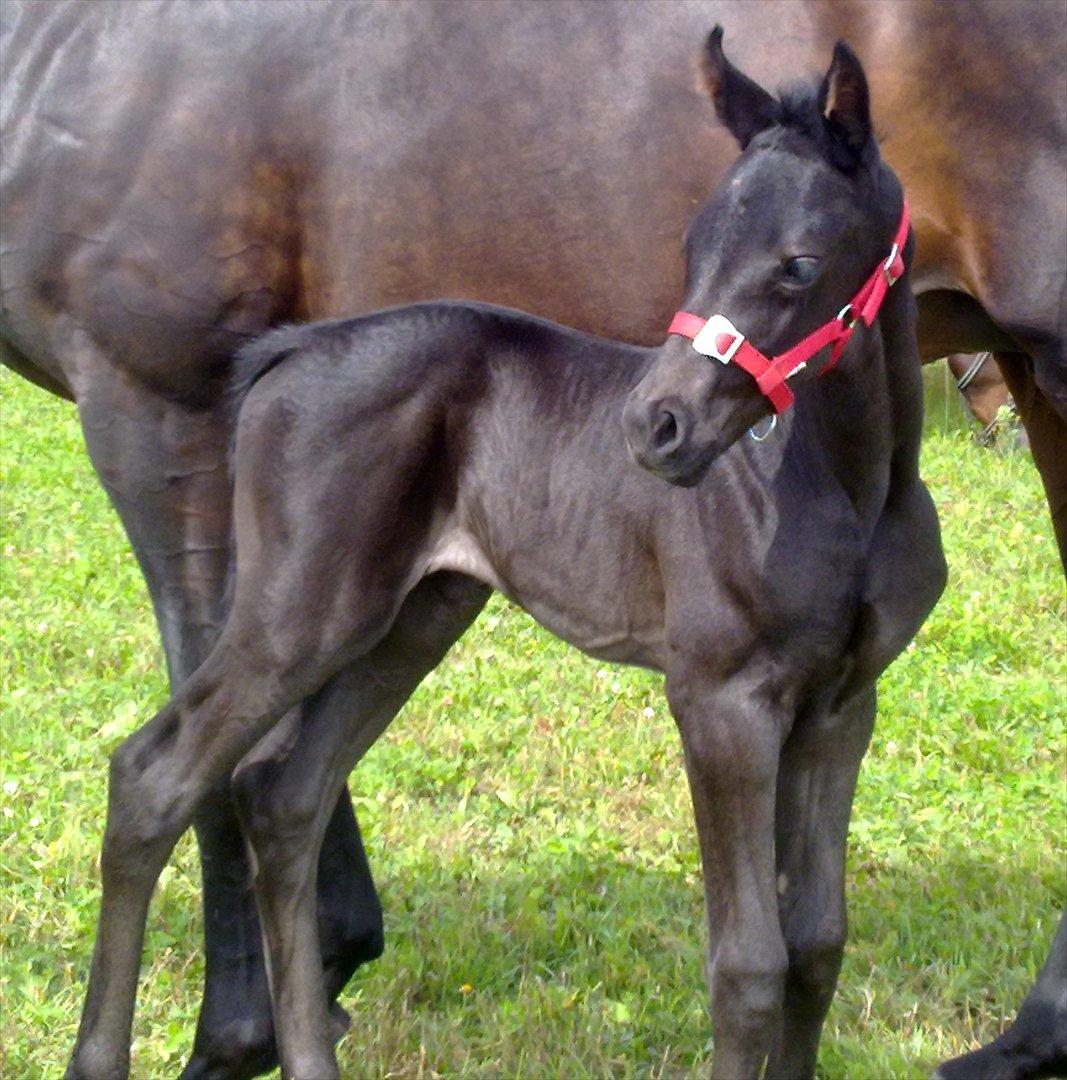 Dansk Varmblod Sugar Baby billede 4