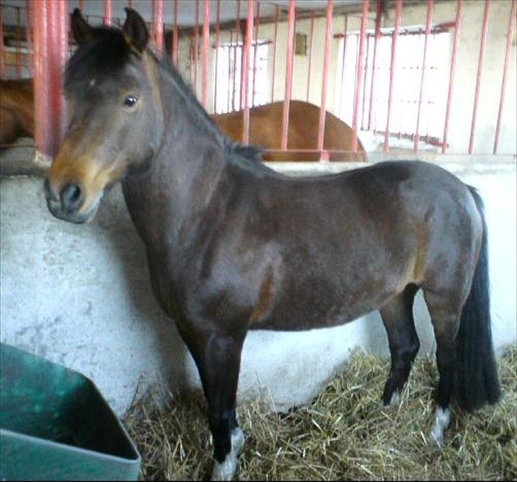 DSP Tværhøjgårds Athene ( mit et og alt )<3 - athene hos den gamle ejer billede 17