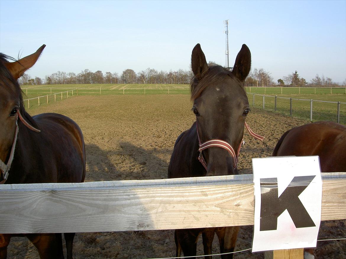 Dansk Varmblod Sugar Baby billede 5