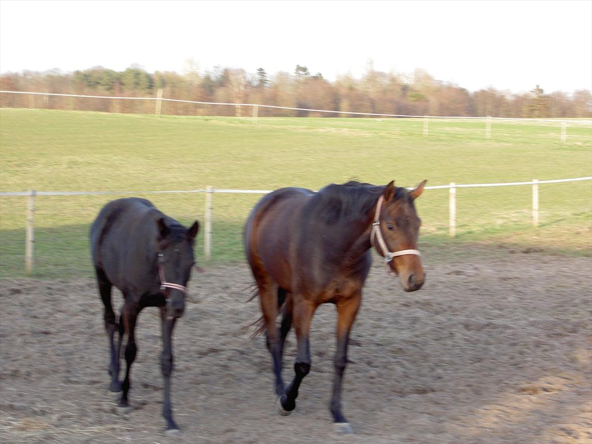 Dansk Varmblod Sugar Baby billede 6