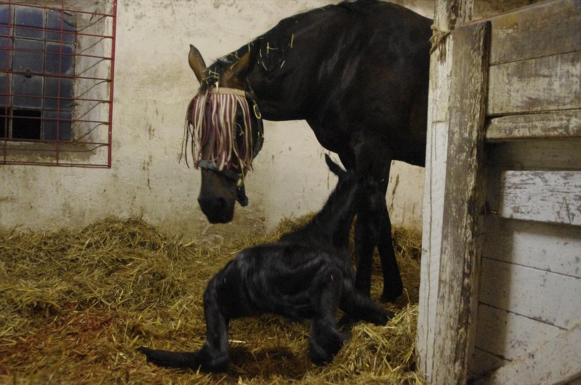 Dansk Varmblod Spitfire - Spitfire med hendes føl Sugar Baby lige efter folingen billede 3