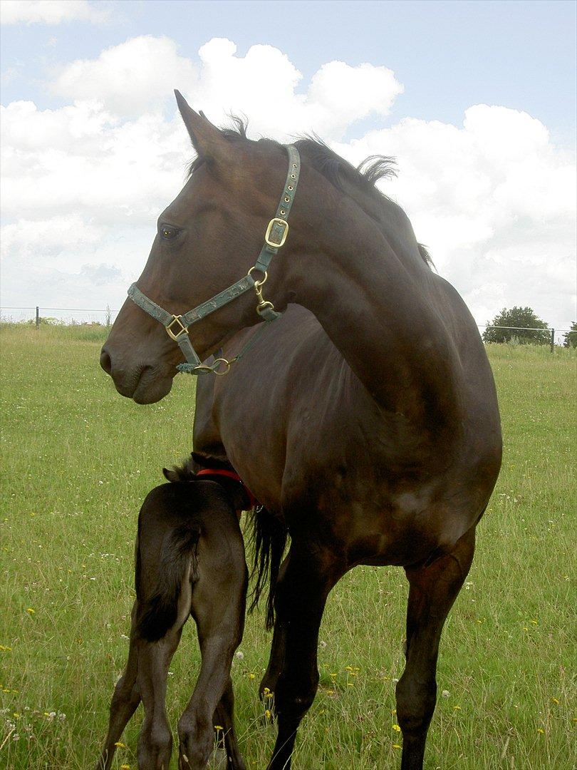 Dansk Varmblod Spitfire - Jeg har desværre ikke så mange billeder af spitte billede 4