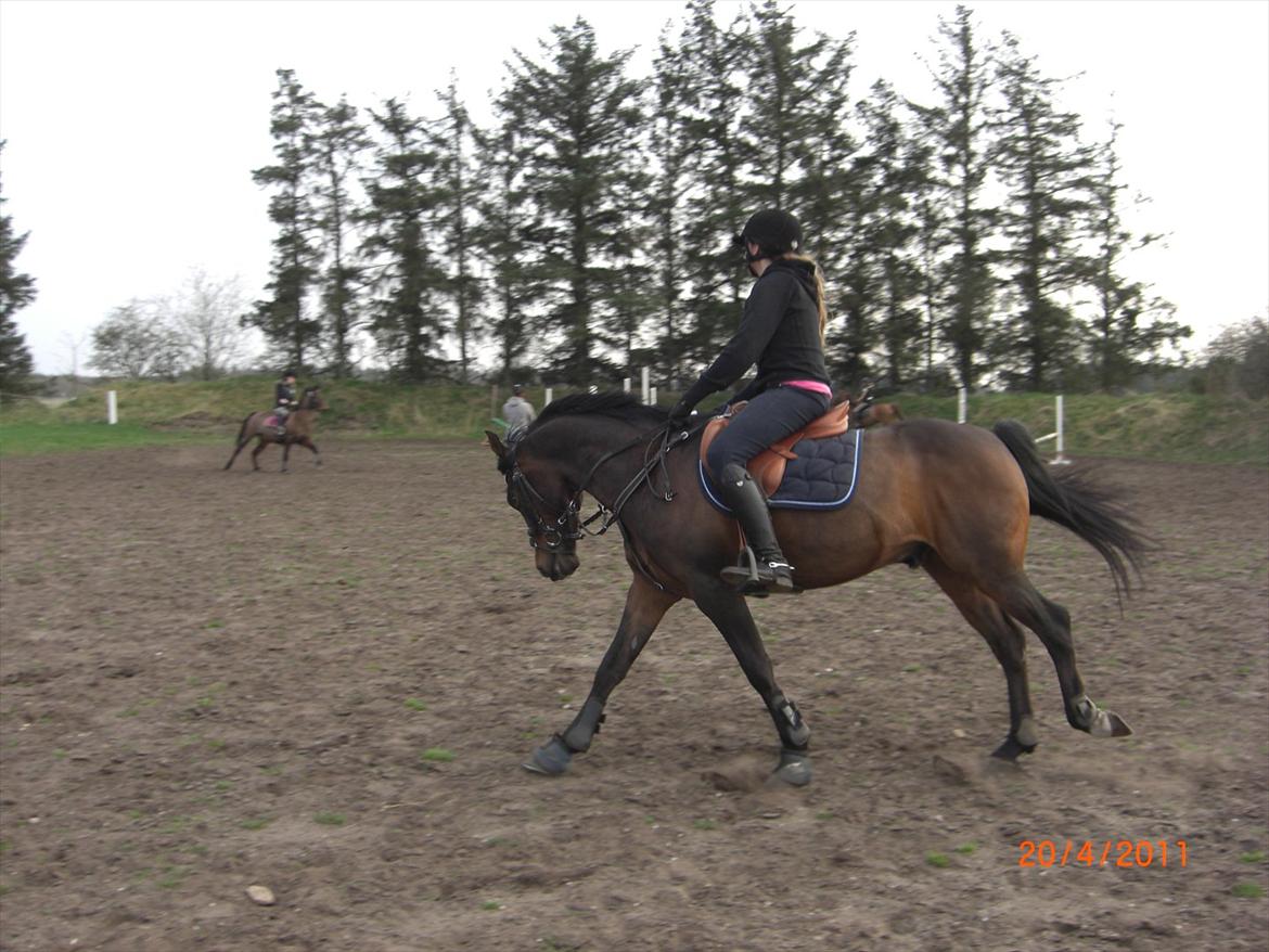 Anden særlig race Mr. Malibou billede 4