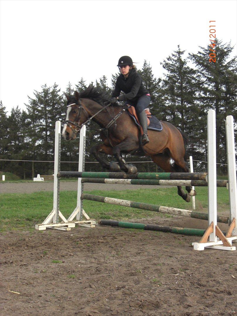 Anden særlig race Mr. Malibou billede 5