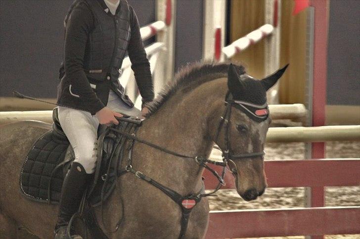 Knabstrupper Nobilitas Equa billede 1