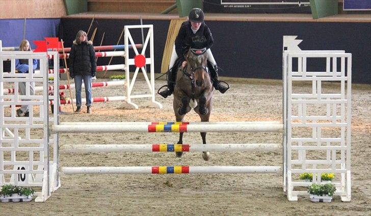 Knabstrupper Nobilitas Equa billede 10