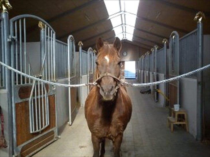 Anden særlig race Mickey fra Stald Borregaard - Skønne Mickey! billede 3