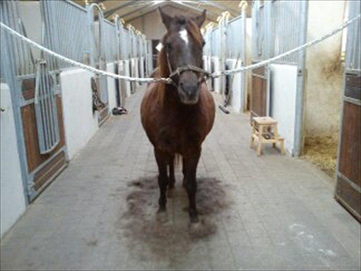 Anden særlig race Mickey fra Stald Borregaard - Så blev det store strigle dag og Mickey blev i den grad ´´af pelset´´ :-) billede 4