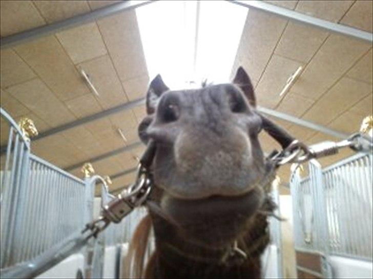 Anden særlig race Mickey fra Stald Borregaard - Utålmodig hest på staldgangen :-) Mickey din laban :) billede 5