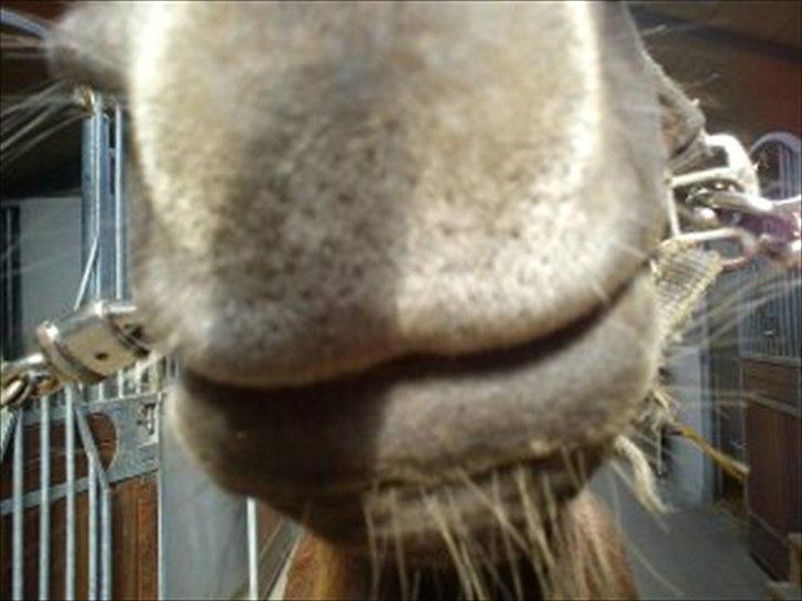 Anden særlig race Mickey fra Stald Borregaard - Så er der gulerødder :-) billede 6