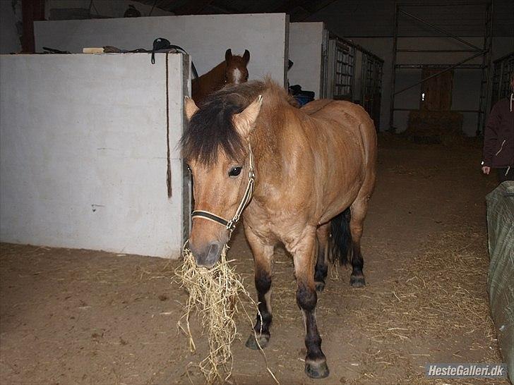 Anden særlig race Anton rideskole  hest - Velkommen til Anton"s profil. l billede 1