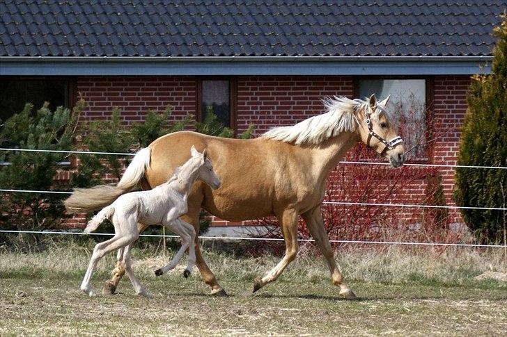 Palomino Willamina - d. 7 april - 12 timer gammel billede 4