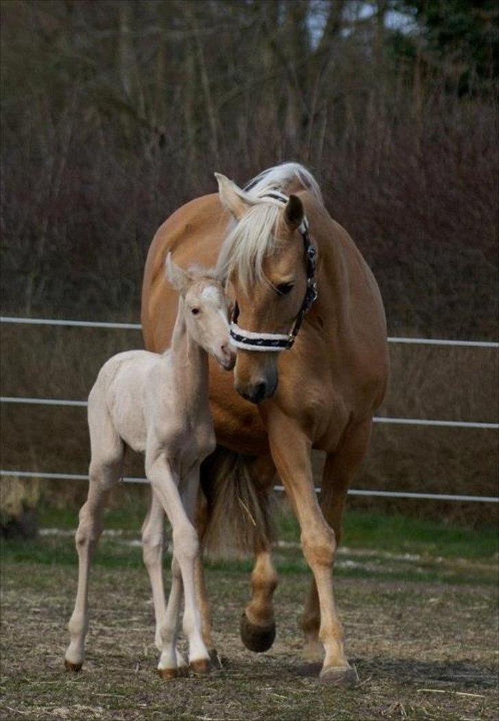Palomino Willamina - d. 7 april - 12 timer gammel billede 2